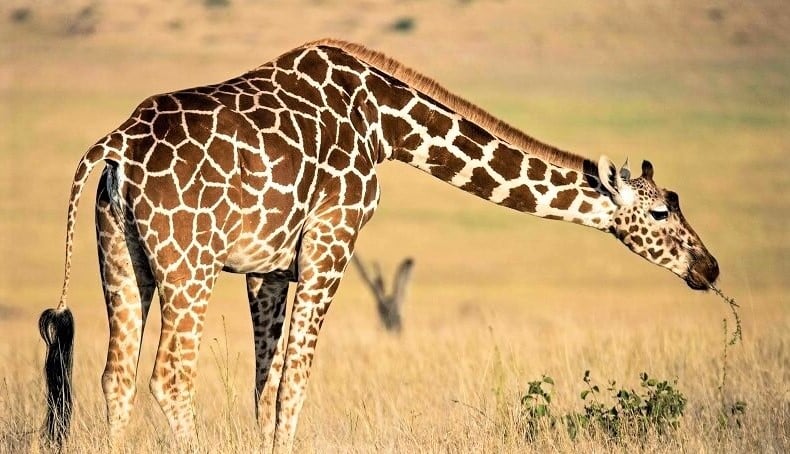 giraffe